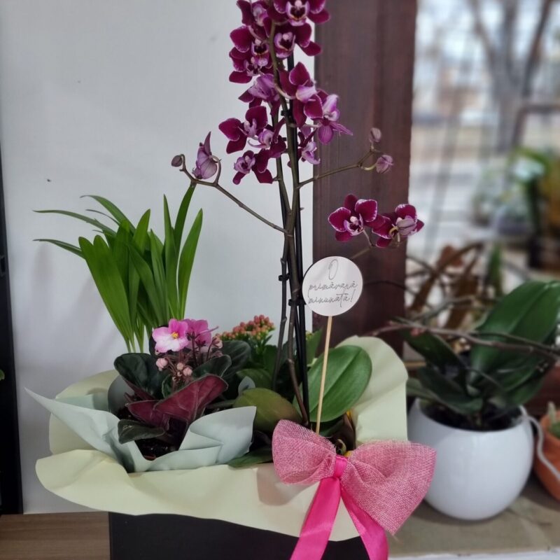 Aranjament cu plante la ghiveci