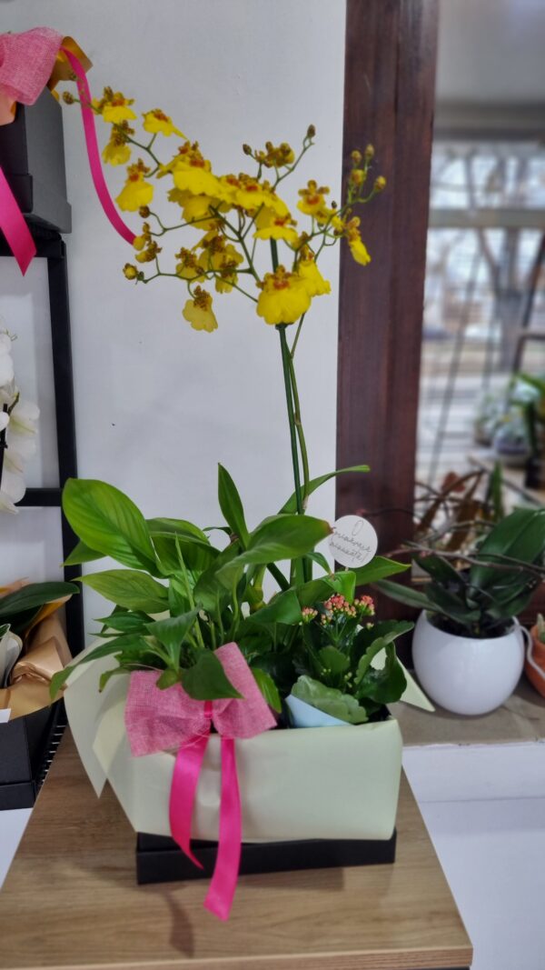 Aranjament plante la ghiveci orhidee Oncidium