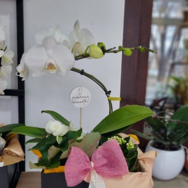 Aranjament cu plante la ghiveci