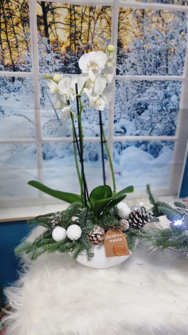 Îmbracă-ți casa în atmosfera magică a sărbătorilor cu un aranjament de Crăciun inedit, ce include eleganta orhidee într-o explozie de bucurie și rafinament